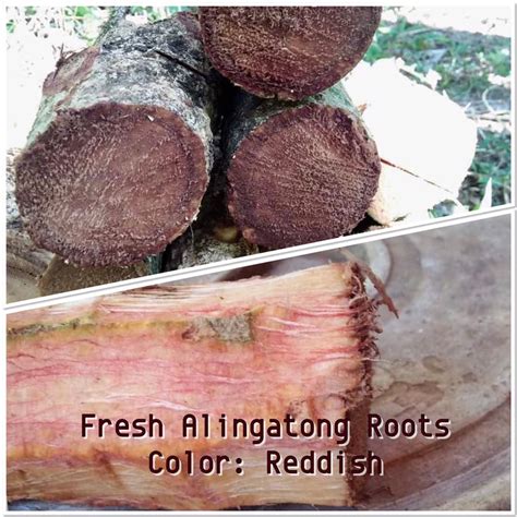 alingatong in ilocano|Alingatong Roots – Lunti Plant Nursery.